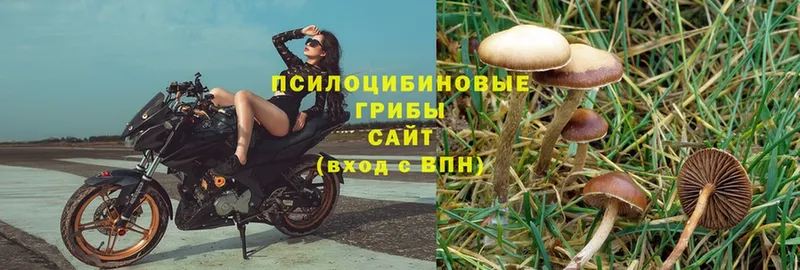 Галлюциногенные грибы Psilocybe  хочу   Югорск 